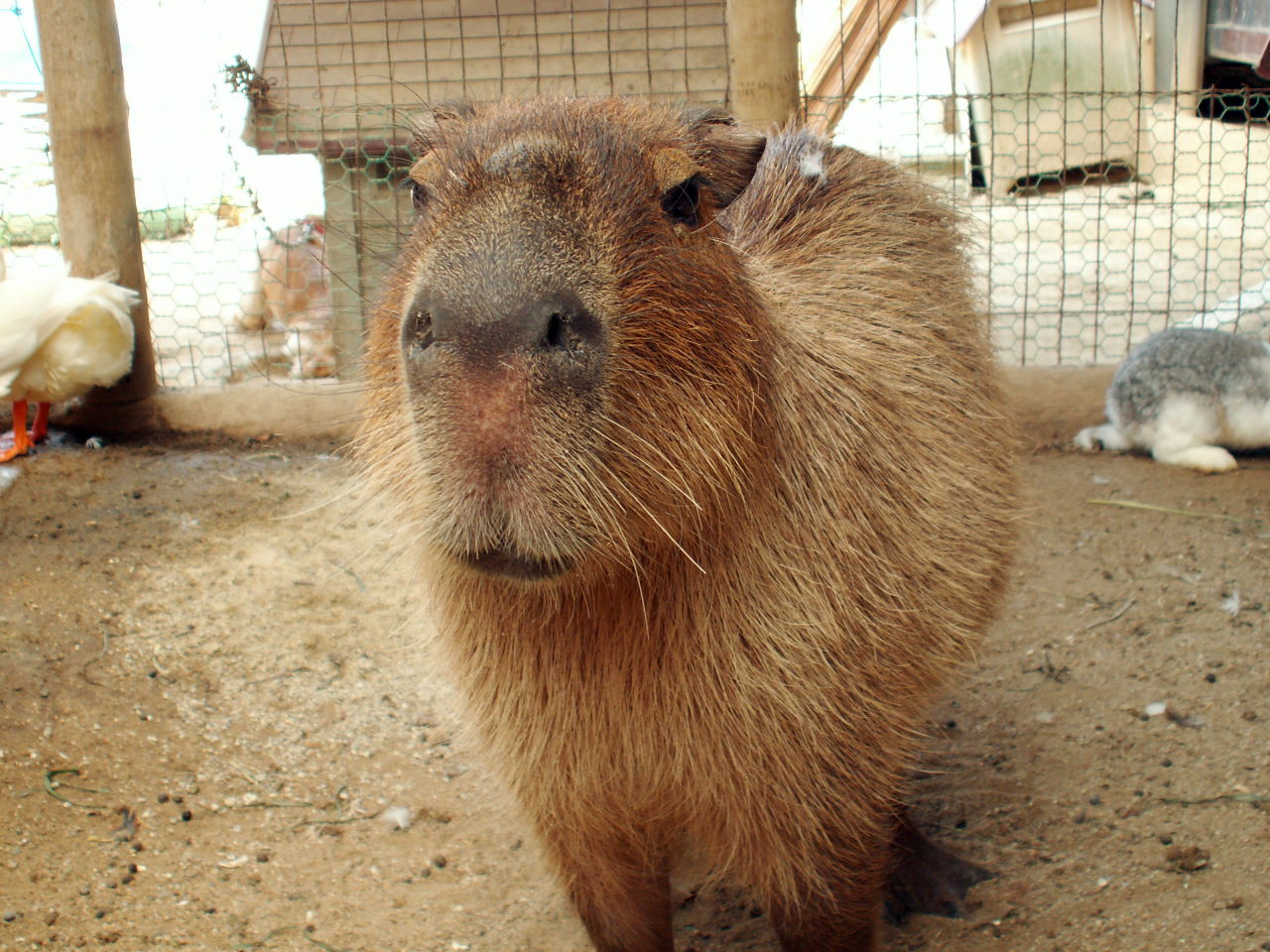 カピバラ